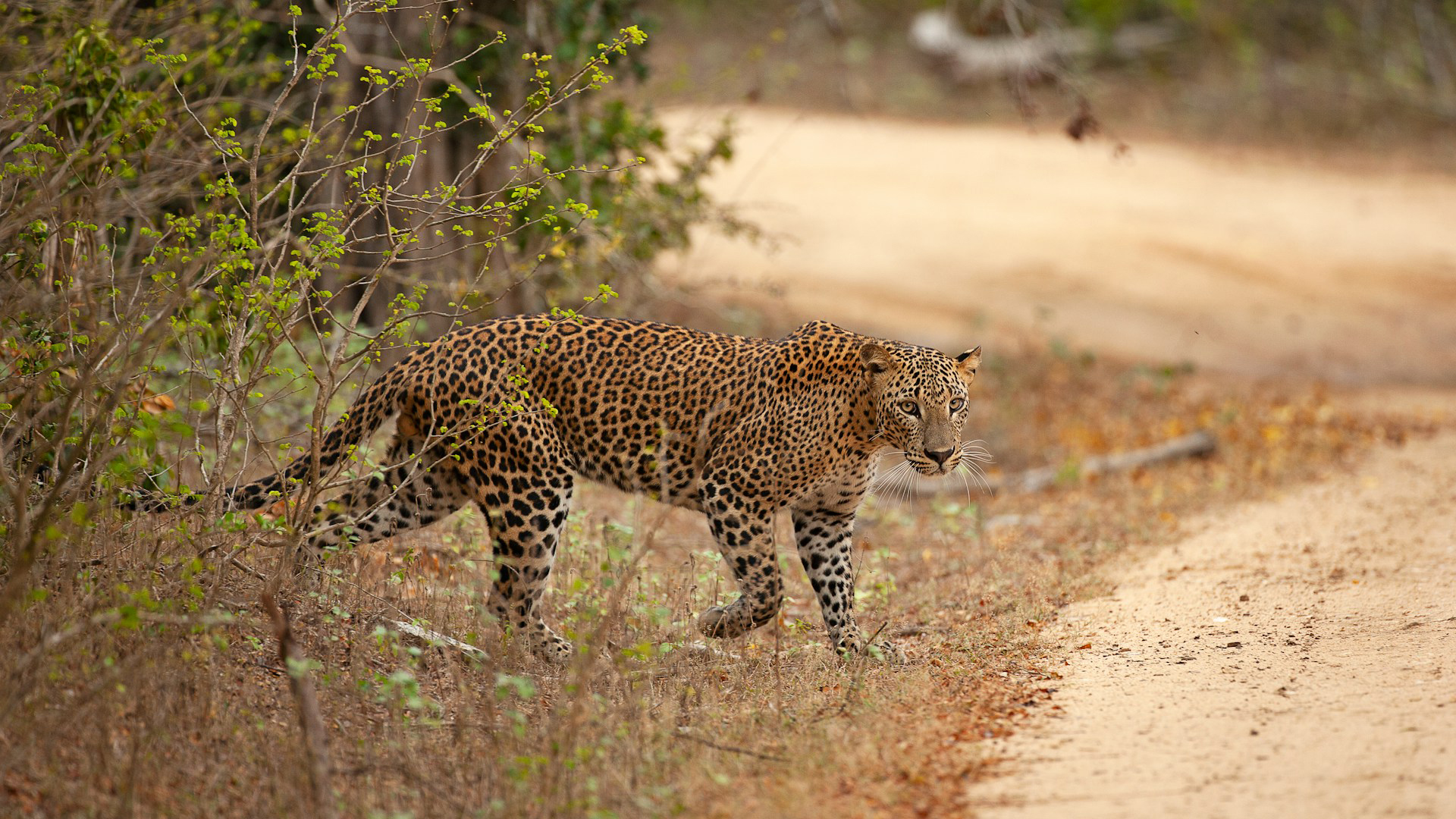 Sri Lanka Tour: Unveiling the Wonders of a Journey