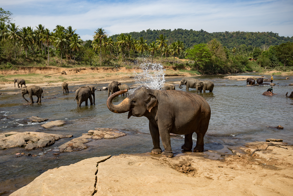 Must-See Stops on Your Sri Lanka Trip with Srilanka Holidays Travels