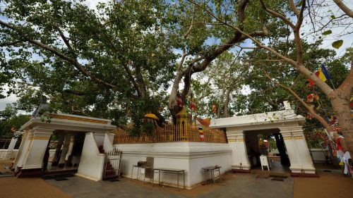 The sacred Jaya Sri Maha Bodhi tree in Anuradhapura the oldest human-planted tree