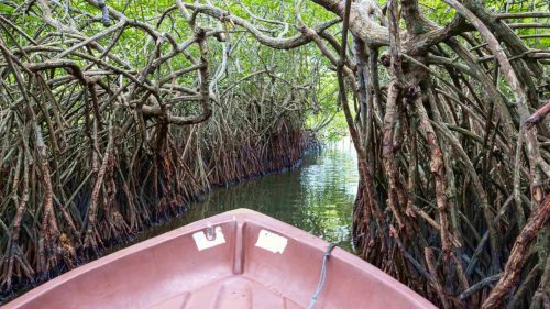 Scenic river boat safari on the Bentota River through mangrove forests