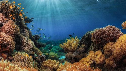 Underwater view of snorkeling at the Hikkaduwa coral reef and marine sanctuary