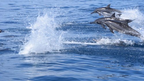 Pod of dolphins jumping during a boat tour in Kalpitiya