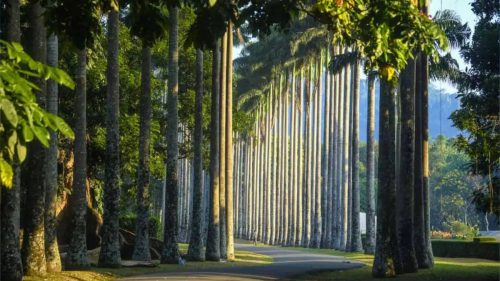 Royal Botanical Gardens Peradeniya palm tree avenue in Kandy