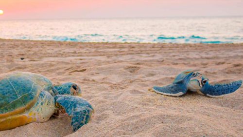 Sea turtles at a conservation hatchery in Kosgoda beach