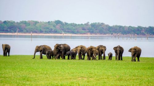 Wild elephant gathering by the Minneriya Tank reservoir in Minneriya National Park