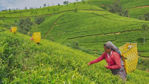 Tea pluckers harvesting fresh tea leaves at a plantation in Nuwara Eliya