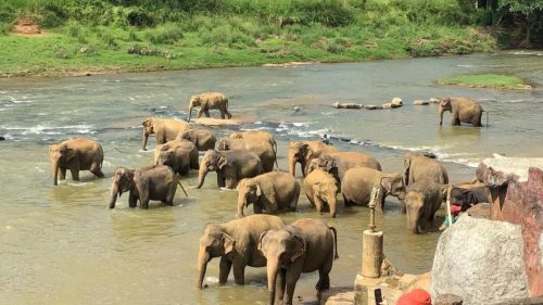 Herd of elephants bathing in the Maha Oya river at Pinnawala Elephant Orphanage