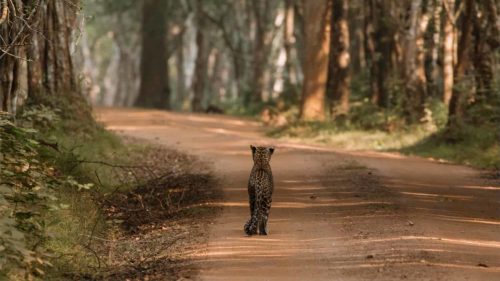 Wild Sri Lankan leopard walking along a forest road in Wilpattu National Park