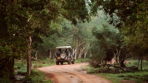 Jeep safari tour for wildlife spotting in Wilpattu National Park Sri Lanka